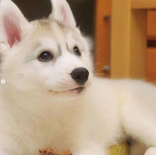 見上げるふたばちゃん