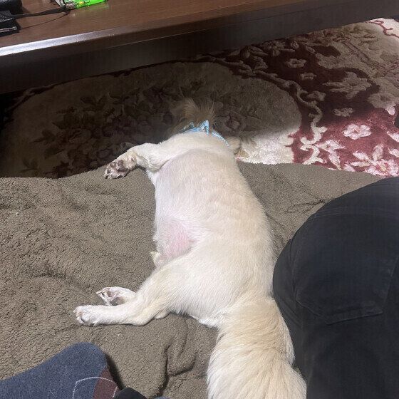 お尻をくっつけ合うチベタン・スパニエル