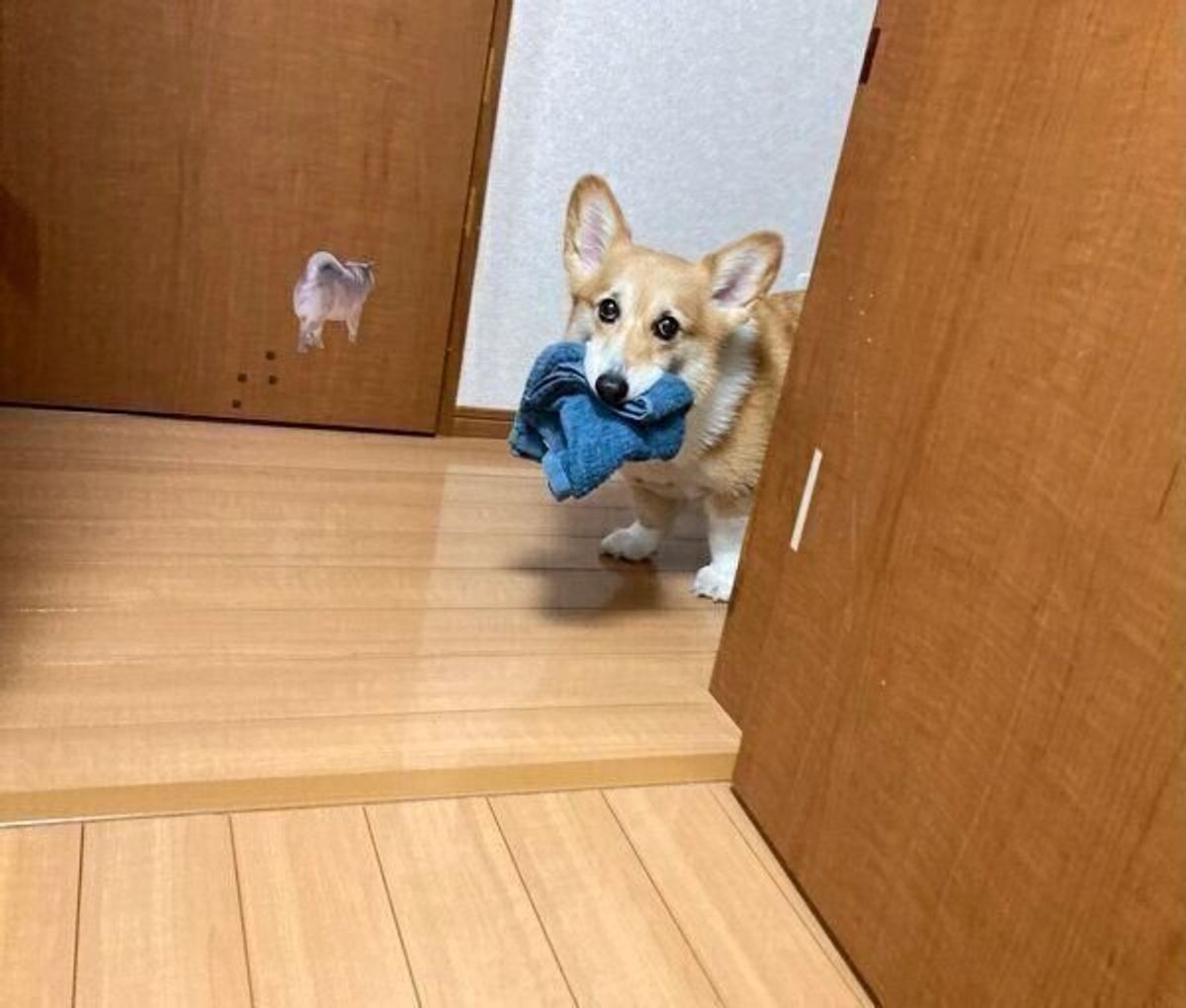 お洗濯するよー と言うと タオルをくわえて登場 状況を把握して行動できる犬の傾向は 獣医師解説 いぬのきもちweb Magazine お洗濯するよー と言うと タオルをくわえて登場 状況を把握して行動できる犬の傾向は 獣医師解説 いぬのきもちweb Magazine