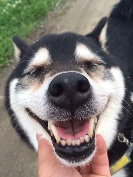 老犬の腫瘍に対する選択肢とは