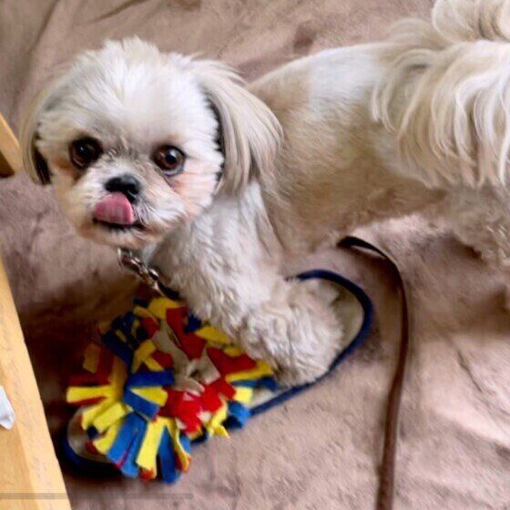 ノーズワークは犬の嗅覚を使う遊び いぬのきもち