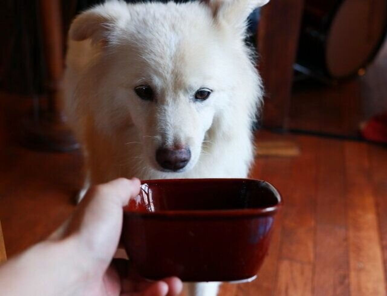 届かぬ親心 穴澤賢の犬のはなし いぬのきもちweb Magazine 届かぬ親心 穴澤賢の犬のはなし いぬのきもちweb Magazine