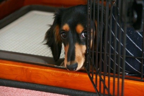 見つめるミニチュア・ダックスフンド