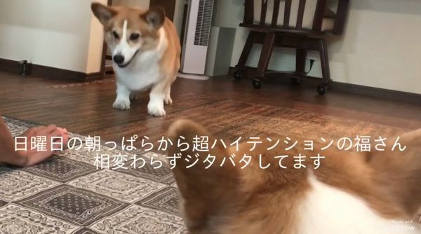 ジタバタするコーギー