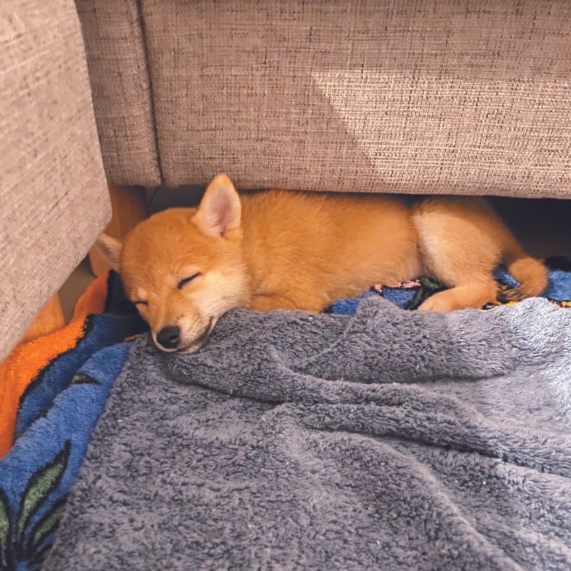 上ミノちゃん（メス・10カ月／ 2.0㎏／柴）