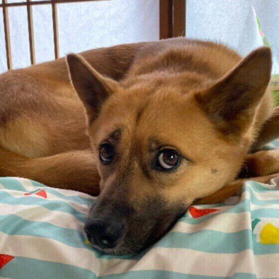 呆れ顔をする茶豆くん