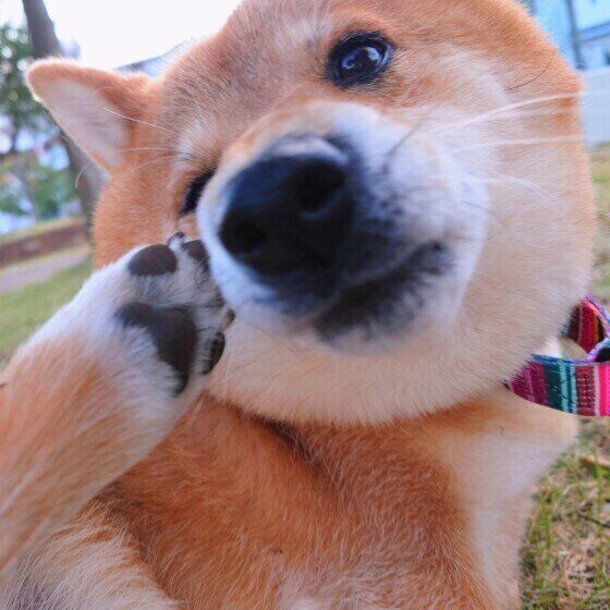 犬の肉球の数は全部でいくつ？ 犬の肉球の役割と豆知識 いぬのきもち