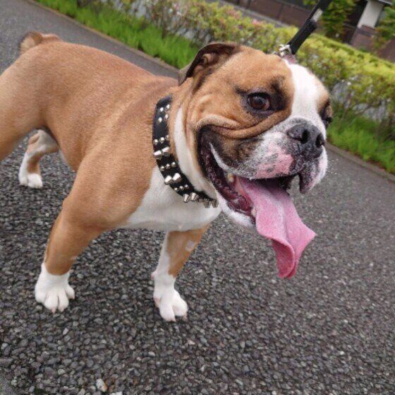 ブルドッグのまさるちゃん