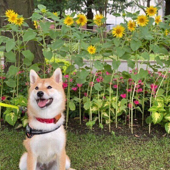 柴・かりんちゃん・お花と記念撮影