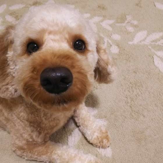 トイ・プードル