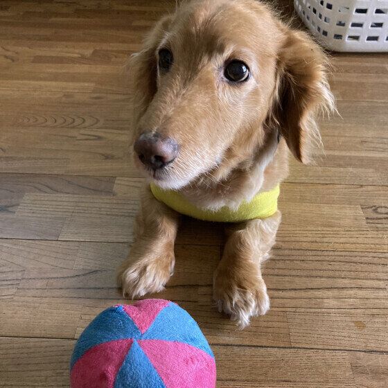 愛犬の歩き方がおかしい？ 犬のナックリングが起こる原因と対処法 いぬのきもち