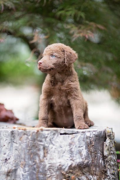 チェサピーク・ベイ・レトリーバー