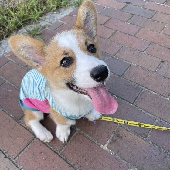 ウェルシュ・コーギー・ペンブロークのレオちゃん