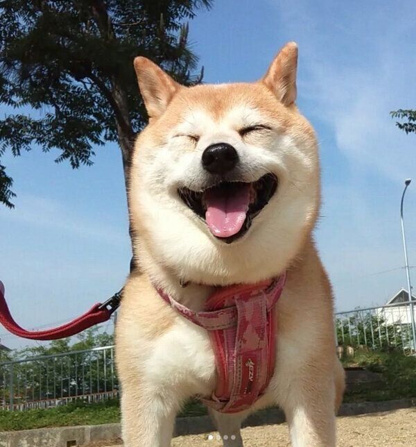 散歩を楽しむリンちゃん