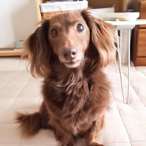 見つめるミニチュア・ダックスフンド