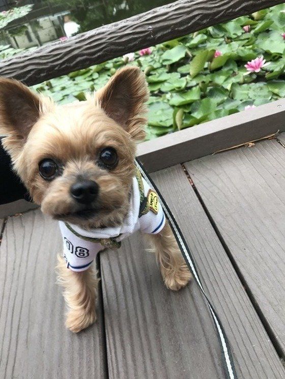 ヨークシャー・テリアの景虎くん