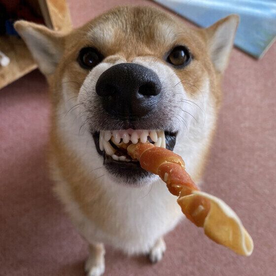 犬がムキ顔をする理由と犬が怖い顔をしているときのNG対応とは いぬのきもち