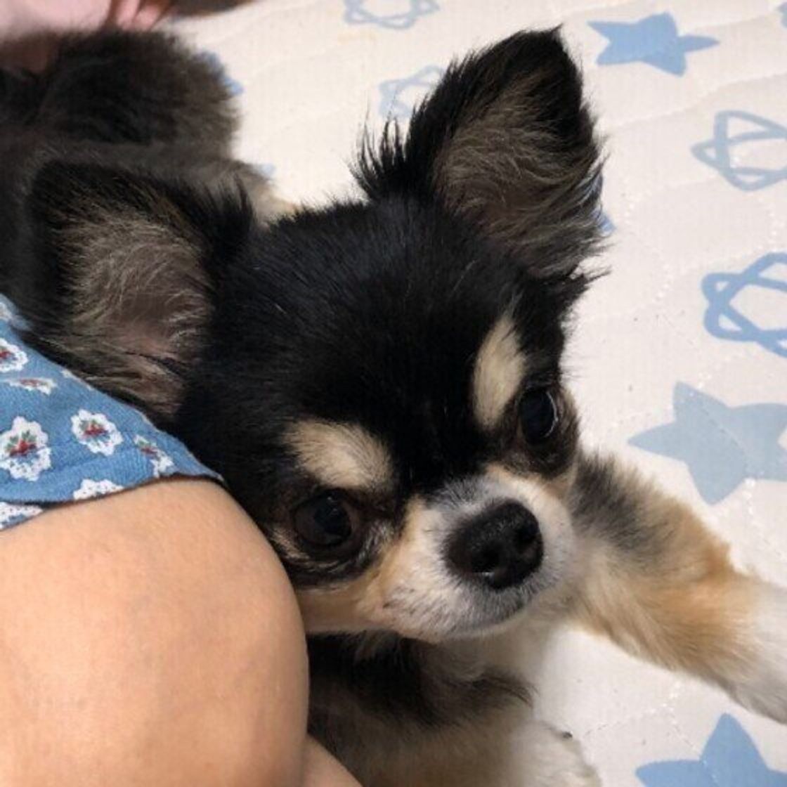 犬が飼い主さんに体をくっつける理由とは かわいい画像も いぬのきもちweb Magazine 犬が飼い主さんに体をくっつける理由とは かわいい画像も いぬのきもちweb Magazine