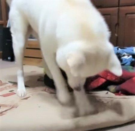 じゅうたんをホリホリしちゃう秋田犬ゆうきくん