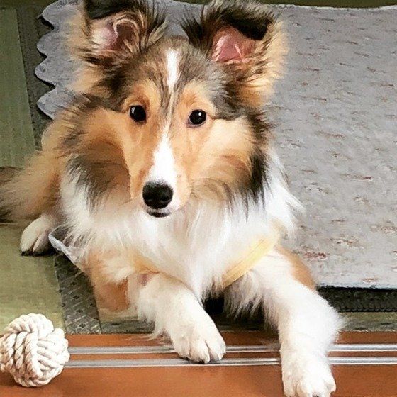 シェットランド・シープドッグのクレアちゃん（ねこのきもち投稿写真ギャラリーより）