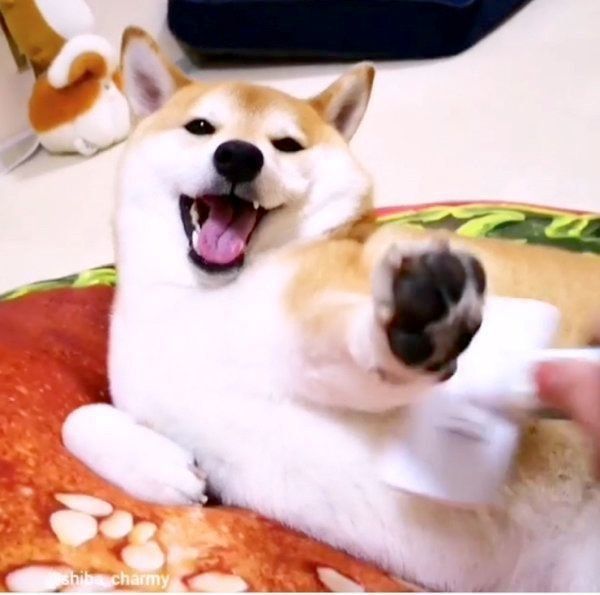 ブラッシングされるチャーミーちゃん