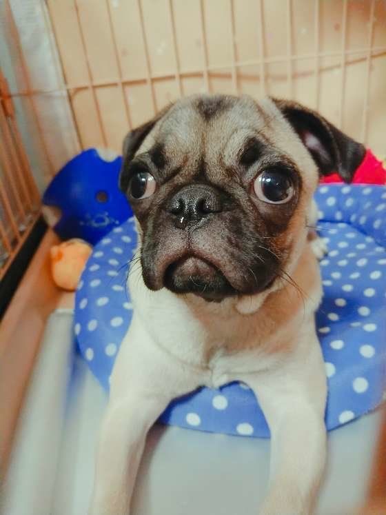 鼻水が可愛いパグ