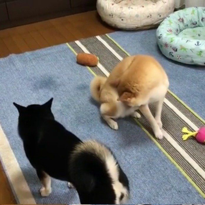 毛づくろいをしているくうちゃん