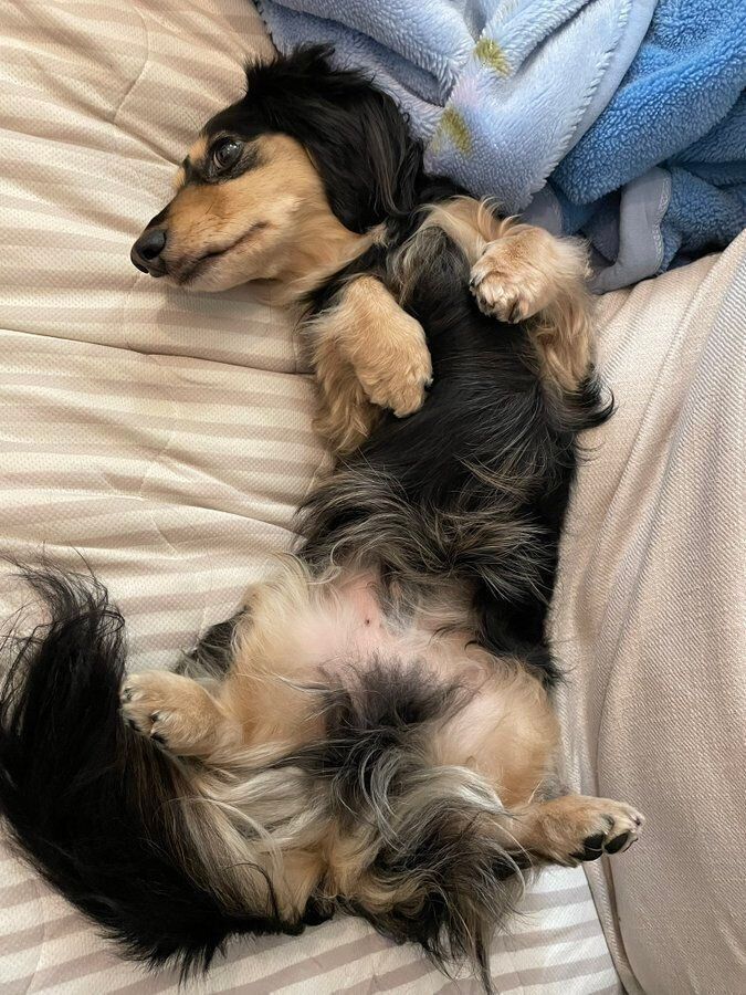 ヘソ天するとら吉くん　かわいすぎる