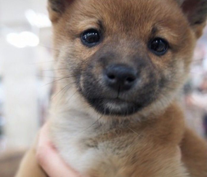生後2カ月のむぎちゃん