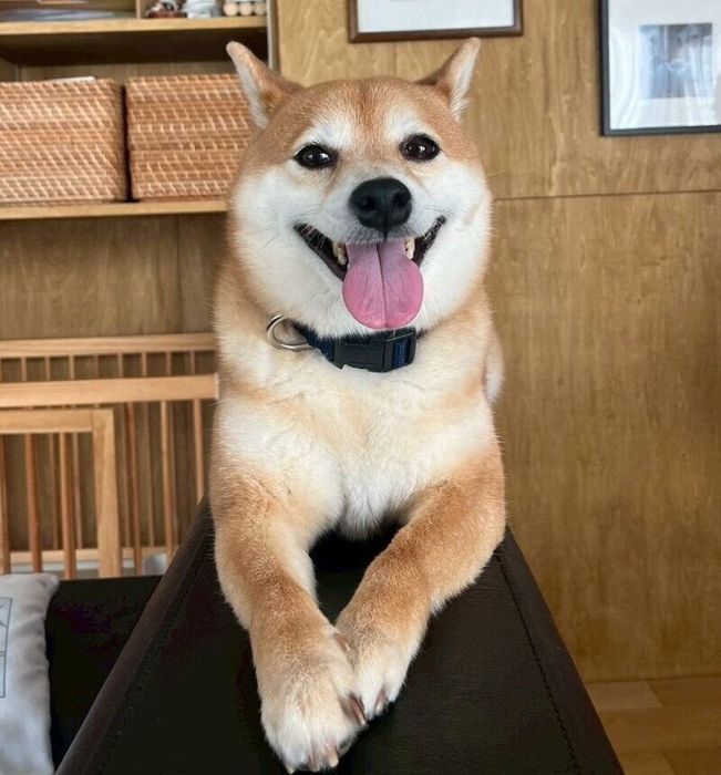 笑顔が可愛いあんこちゃん