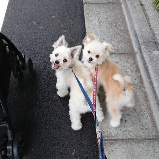 仲良しのシンクロ兄弟