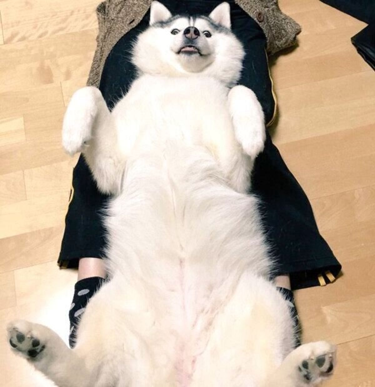 気持ちが顔に出すぎちゃう シルビアちゃんは我が子のようで癒しの存在 特別企画 スマイルドッグ ありがとうを叫ぼう いぬのきもちweb Magazine 気持ちが顔に出すぎちゃう シルビアちゃんは我が子のようで癒しの存在 特別企画 スマイルドッグ ありがとうを叫ぼう いぬのきもちweb Magazine