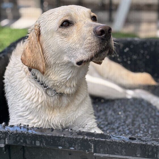 水遊び中のラブラドール・レトリーバー いぬのきもち