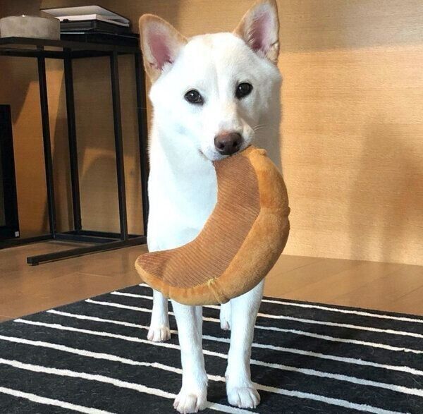 おもちゃをくわえるつきちゃん