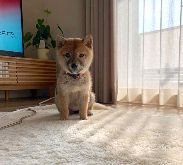 柴距離を発動するさくちゃん