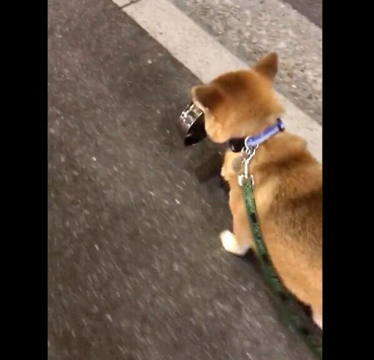 何が何でも守りたい 空っぽのごはん皿 をくわえて散歩する柴犬の執念深い行動が可愛い いぬのきもちweb Magazine 何が何でも守りたい 空っぽのごはん皿 をくわえて散歩する柴犬の執念深い行動が可愛い いぬのきもちweb Magazine