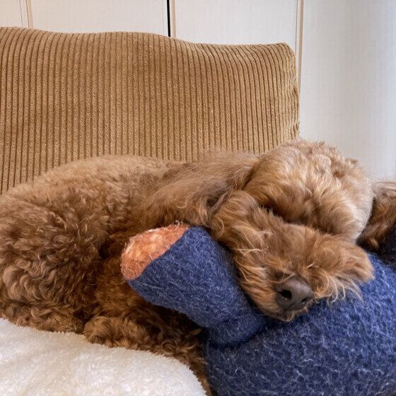 くつろぐトイ・プードルのチャックくん