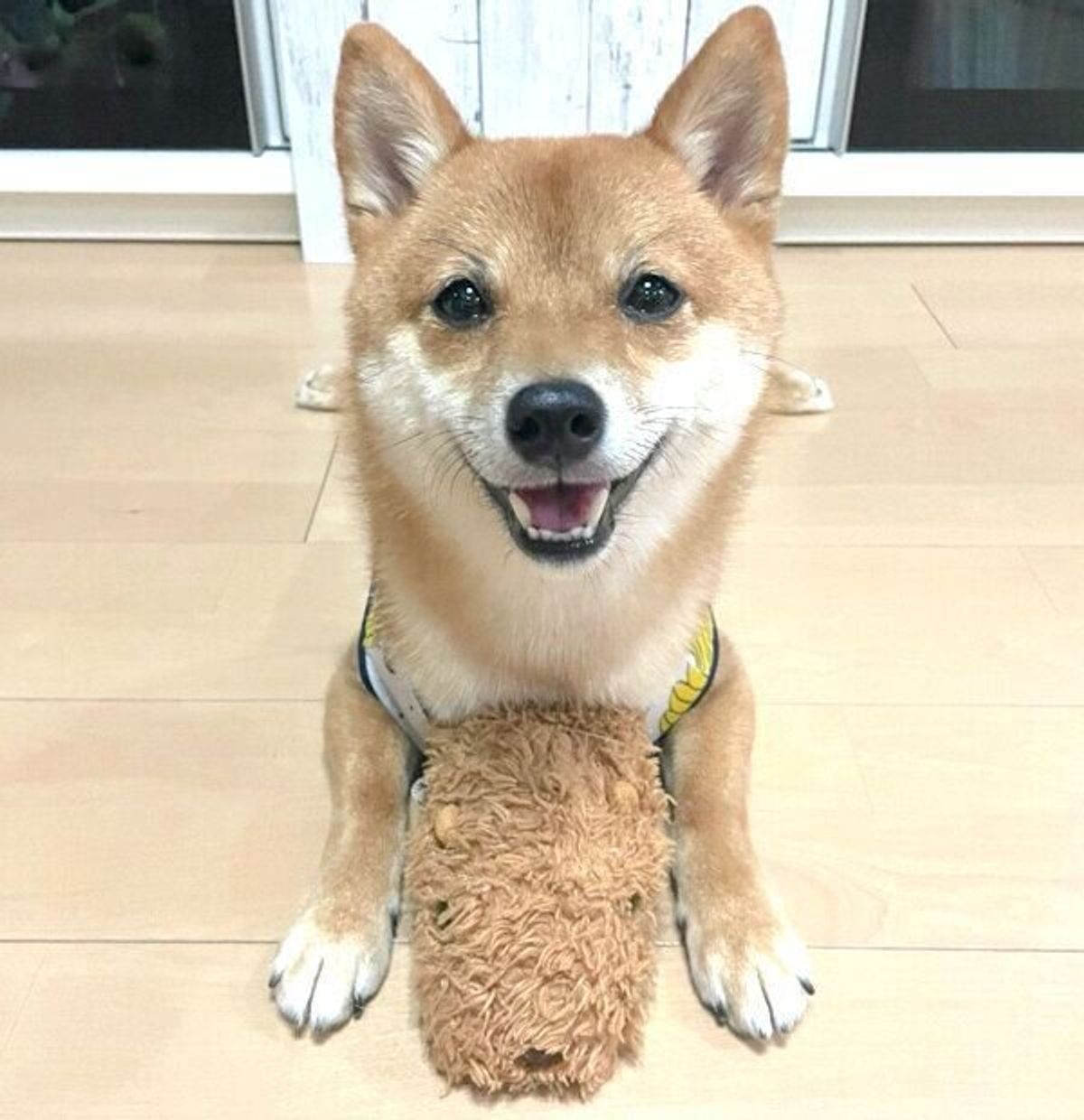 キャラメル箱 の中で眠る豆柴 ギュッとつまった幸せな光景に 可愛い の嵐 いぬのきもちweb Magazine キャラメル箱 の中で眠る豆柴 ギュッとつまった幸せな光景に 可愛い の嵐 いぬのきもちweb Magazine