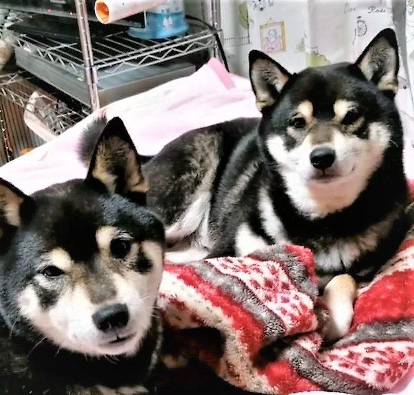 双子の柴犬