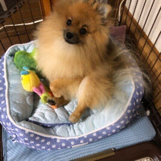 ケージに入るポメラニアン
