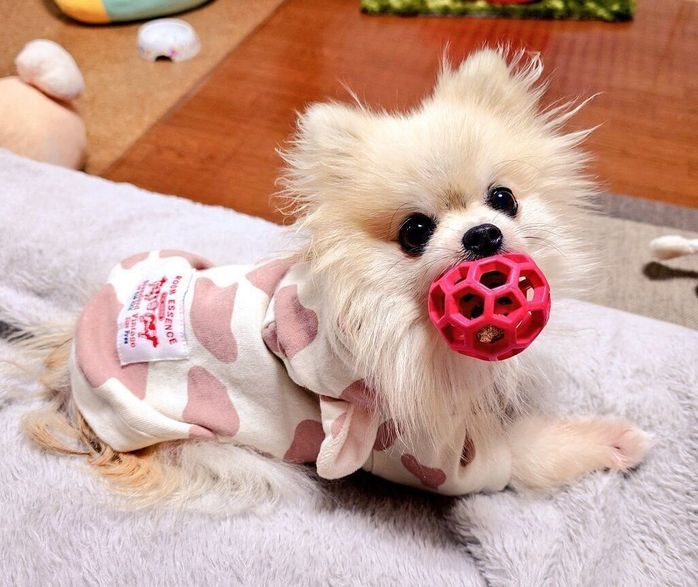 おやつの入ったボールを離さないこまちちゃん