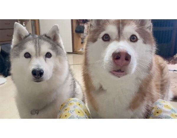 おやつを待つシルビアちゃんとシャンテちゃん