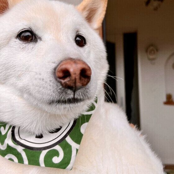 室内で抱っこをしてもらっている白い柴犬