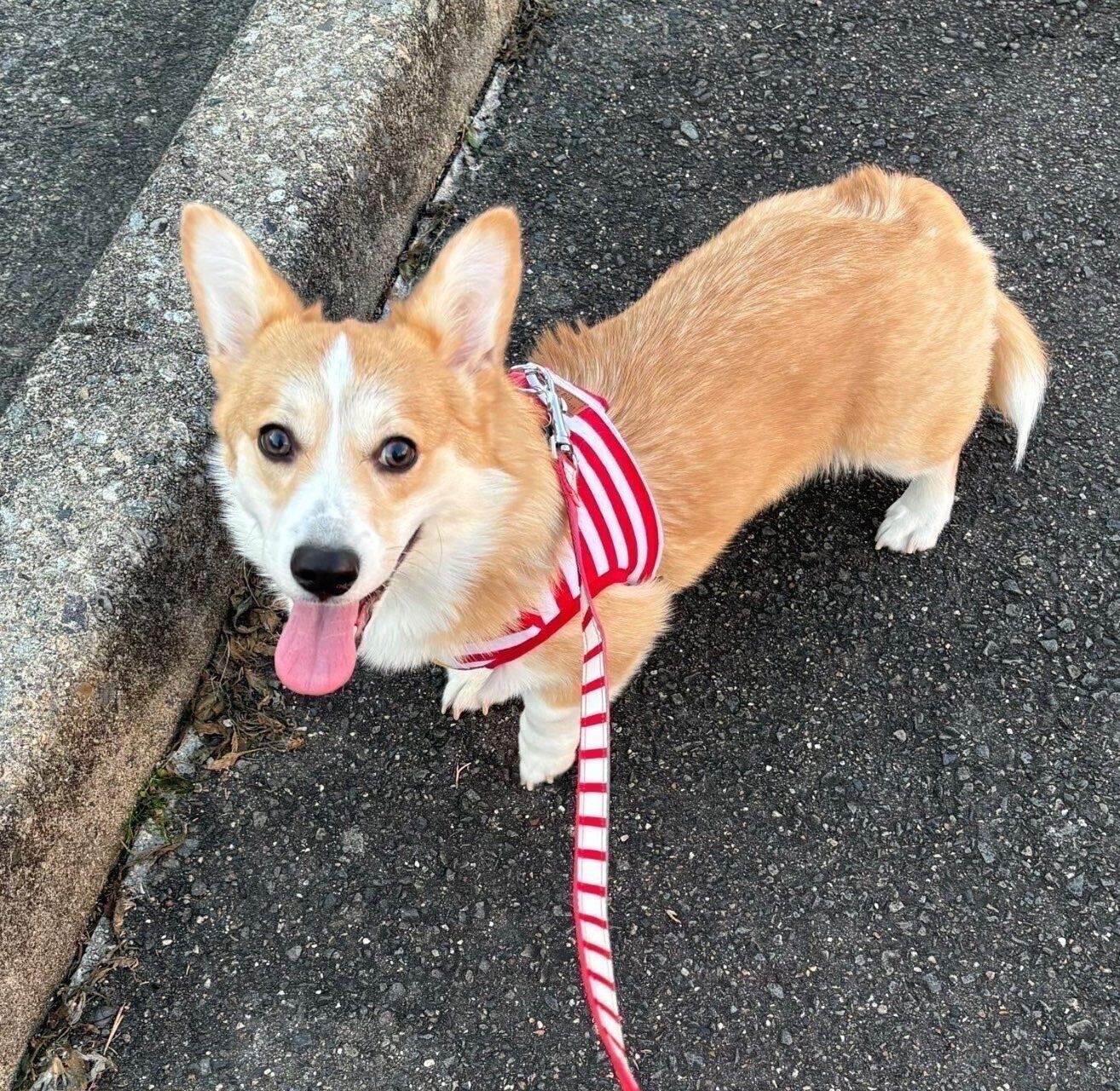 散歩を楽しむあんずちゃん