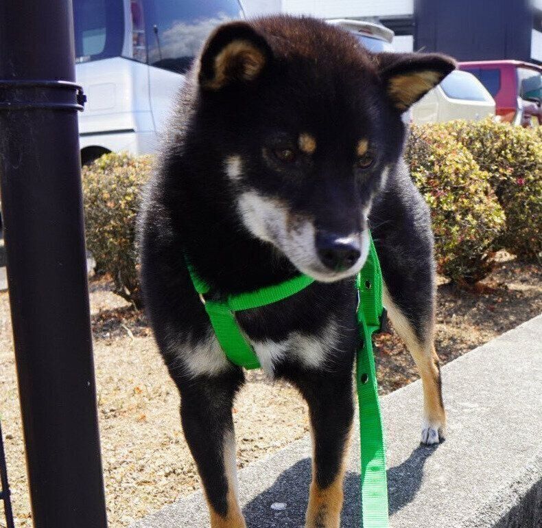 散歩をするぺこちゃん