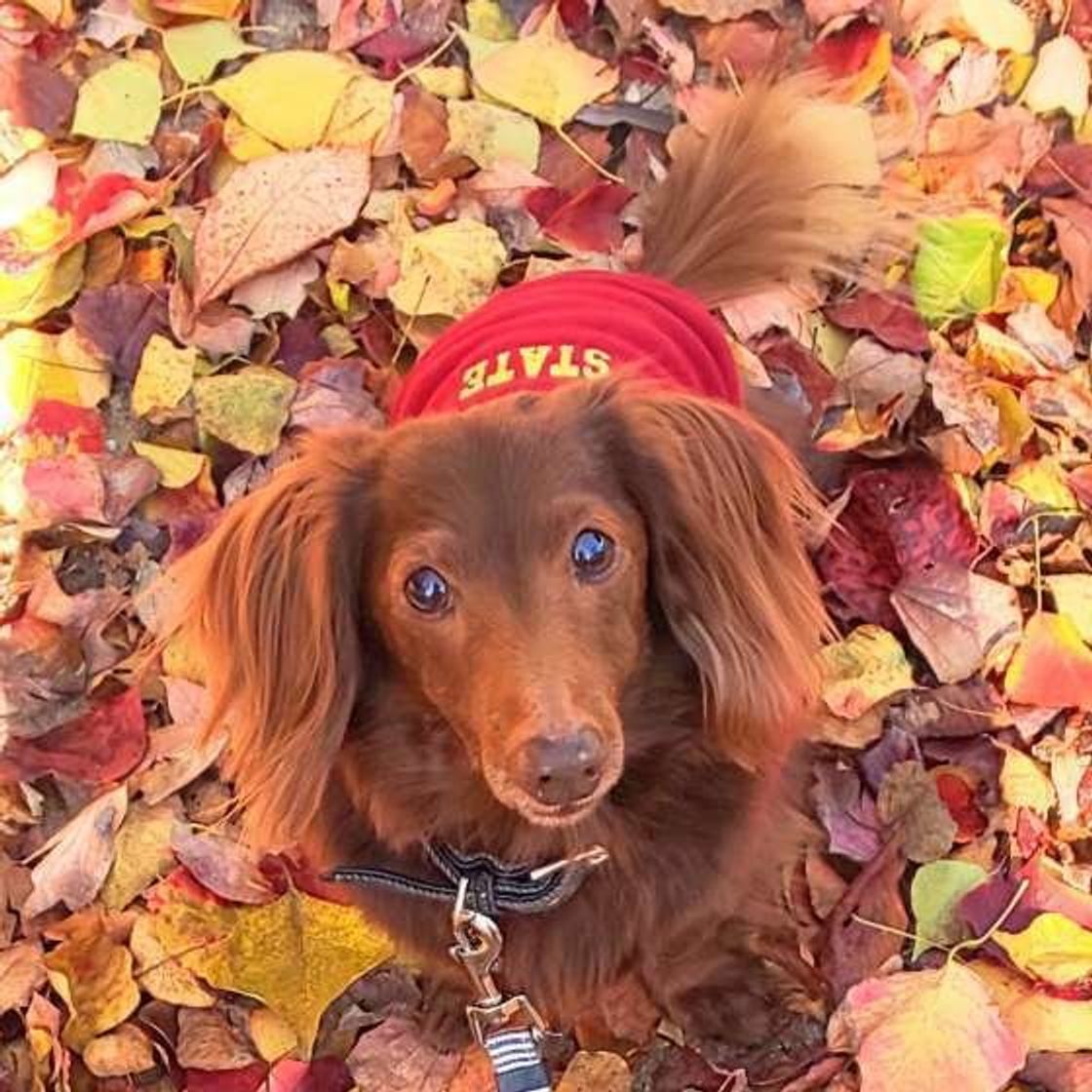 ミニチュア ダックスフンドの特徴と性格 飼い方 価格相場など 犬図鑑 いぬのきもちweb Magazine ミニチュア ダックスフンドの特徴と性格 飼い方 価格相場など 犬図鑑 いぬのきもちweb Magazine