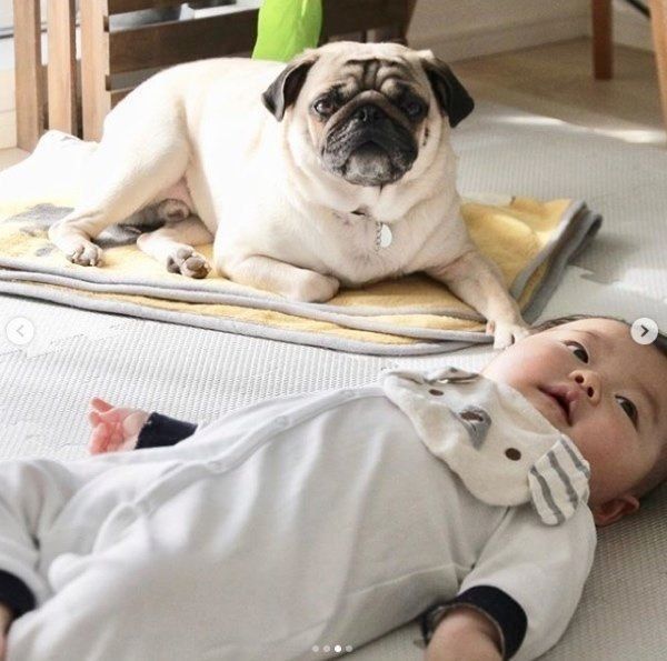 パグのおまめちゃんと赤ちゃん