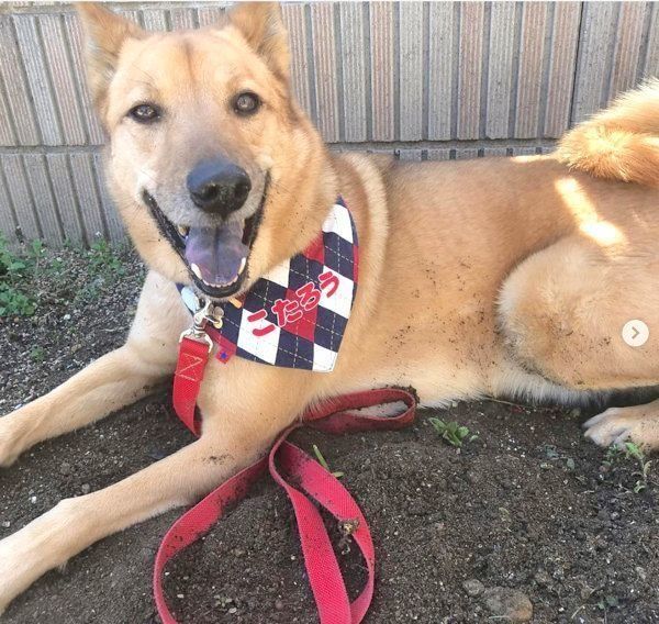 元保護犬・こたろうくん