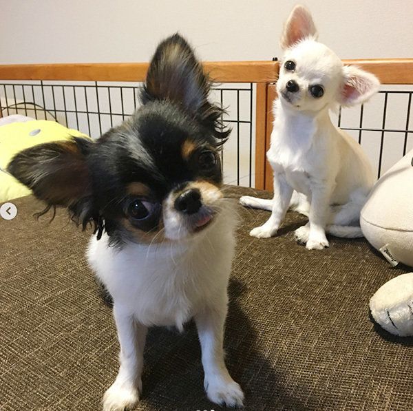 見つめるチワワ