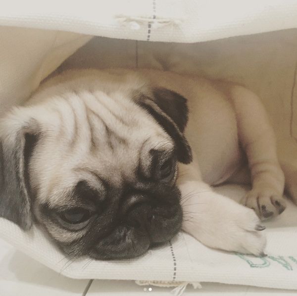 すくすく成長するパグ